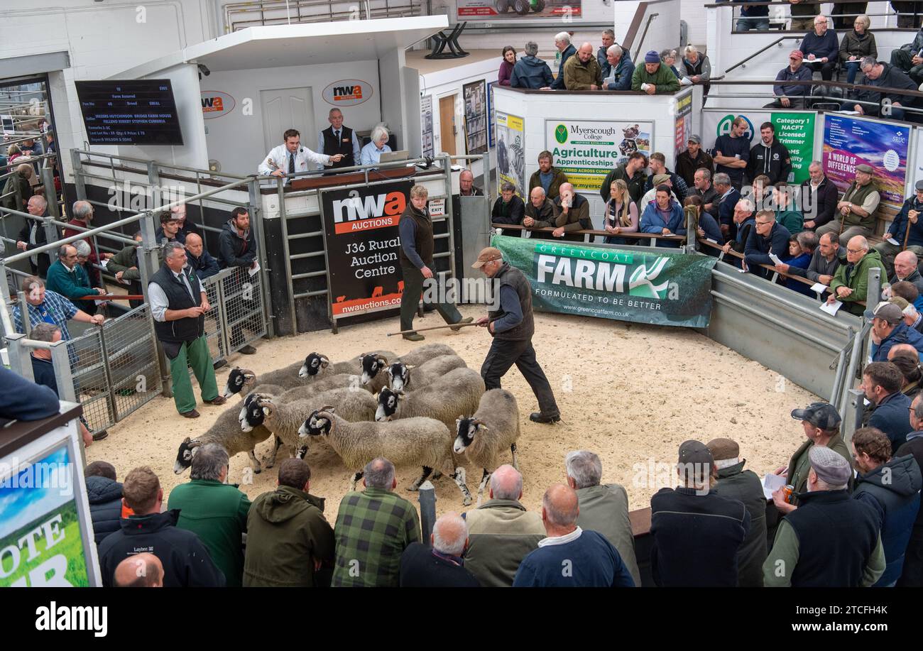 Vendita di pecore da allevamento presso il Kendal Auction mart in Cumbria, Regno Unito. Foto Stock