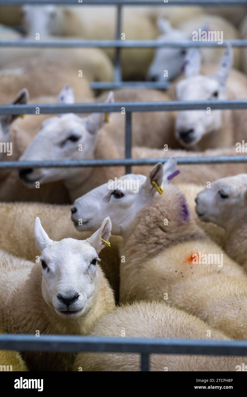 Vendita di pecore da allevamento presso il Kendal Auction mart in Cumbria, Regno Unito. Foto Stock