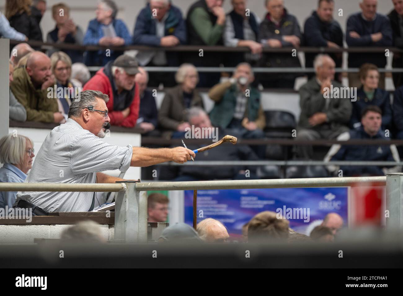 Vendita di pecore da allevamento presso il Kendal Auction mart in Cumbria, Regno Unito. Foto Stock