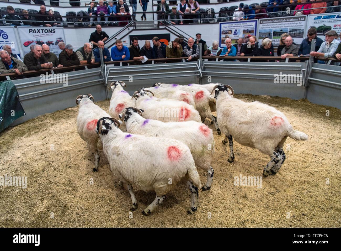 Vendita di pecore da allevamento presso il Kendal Auction mart in Cumbria, Regno Unito. Foto Stock