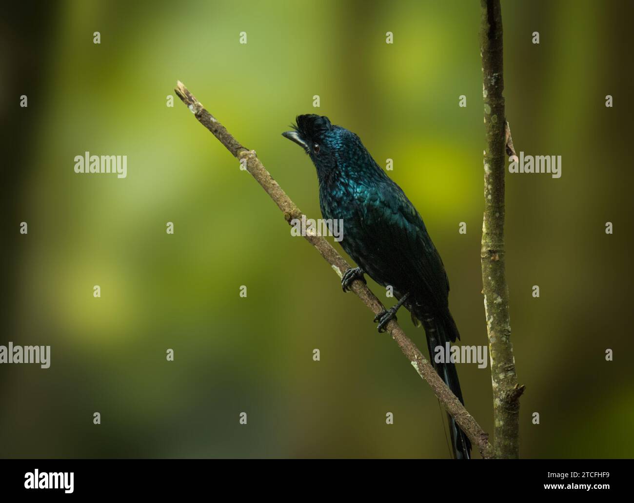 Il più grande drongo dalla coda di racchetta (Dicrurus paradiseus) è un uccello asiatico di medie dimensioni Foto Stock