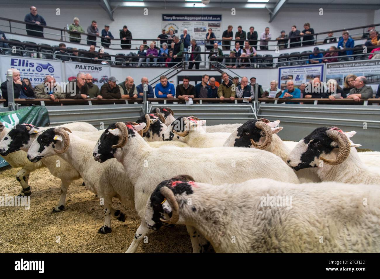 Vendita di pecore da allevamento presso il Kendal Auction mart in Cumbria, Regno Unito. Foto Stock