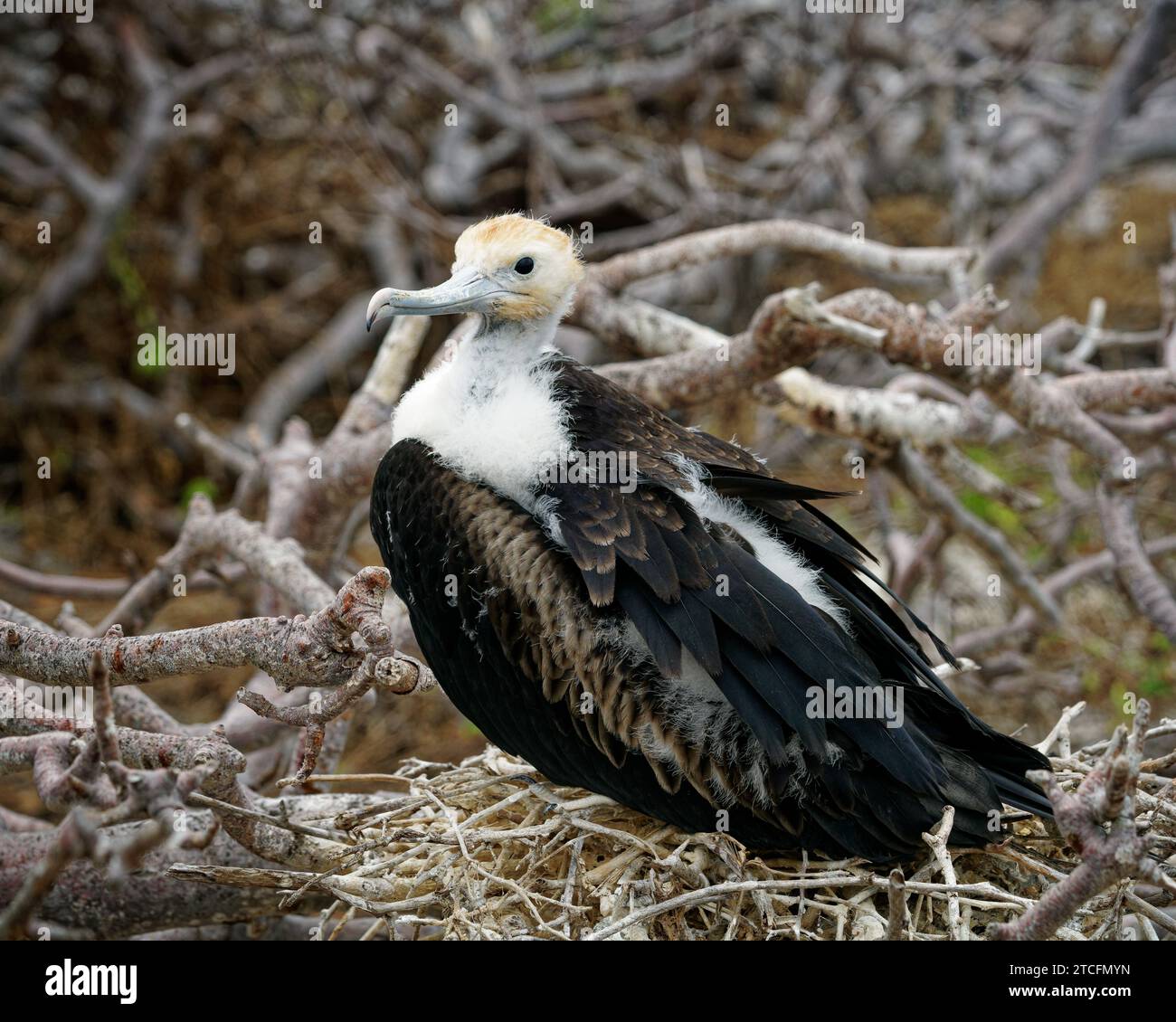 L'uccello rigato delle Galapagos o grande uccello rigato, un bambino o un giovane sul nido, El Barranco, l'isola Genovesa, le isole Galápagos, Ecuador Foto Stock