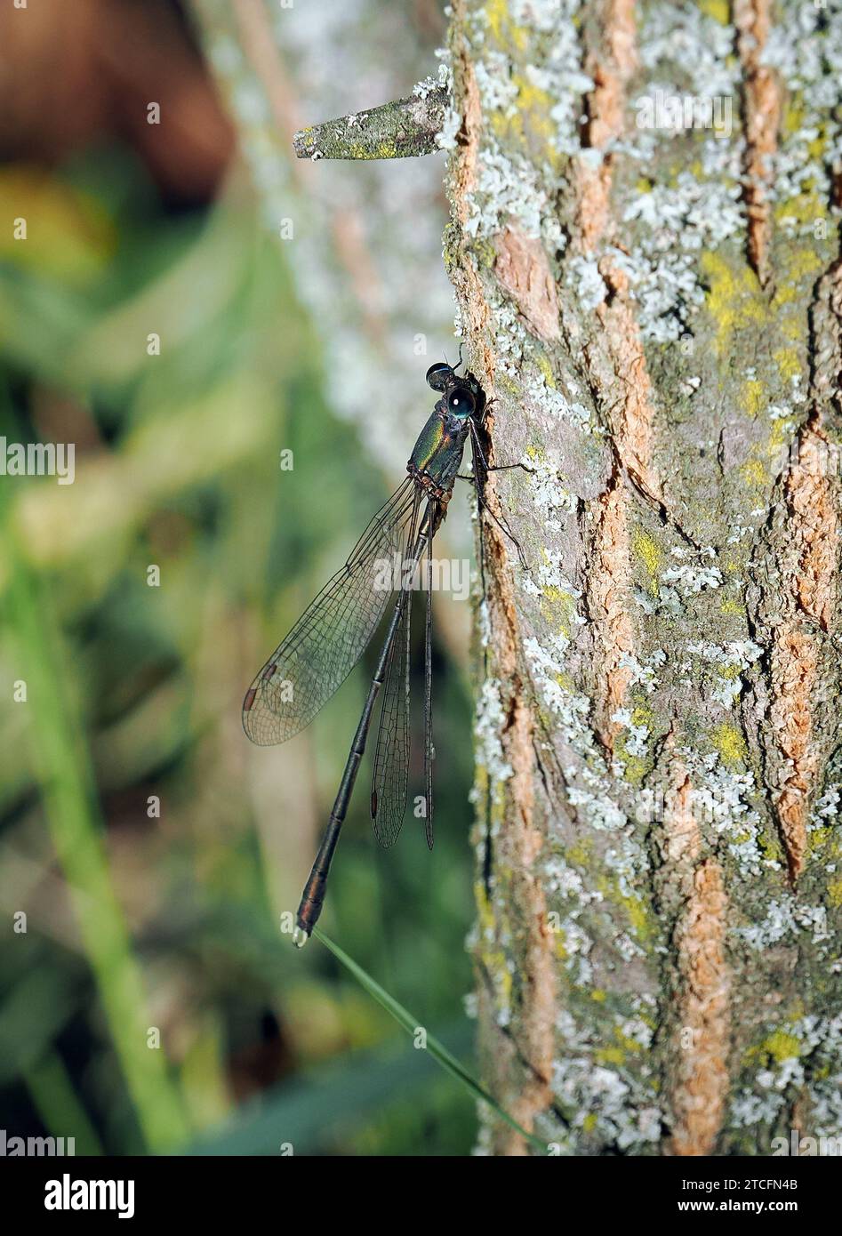 Damselfly smeraldo di salice, damselfly verde smeraldo, Weidenjungfer, este vert, Chalcolestes viridis, zöld rabló. Budapest, Ungheria, Europa Foto Stock