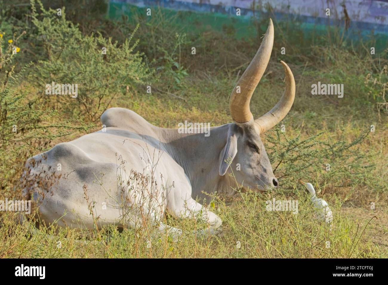 Una razza Kankrej si riproduce su bovini indiani con corna molto grandi, vicino a Dehli, in India. Foto Stock