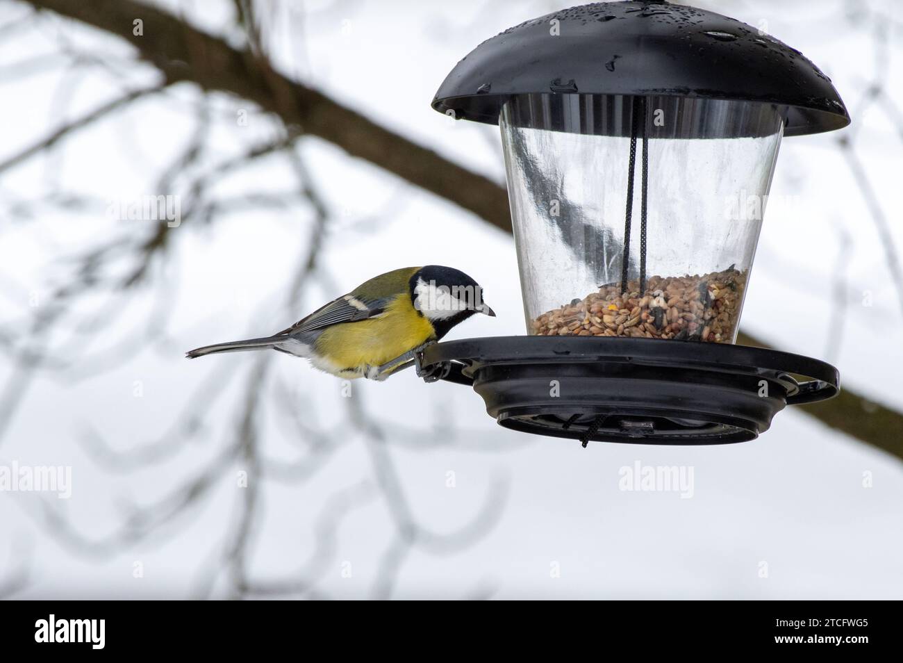 Un piccolo uccello arroccato sulla cima di un alimentatore di uccelli in un ambiente naturale all'aperto. Foto Stock