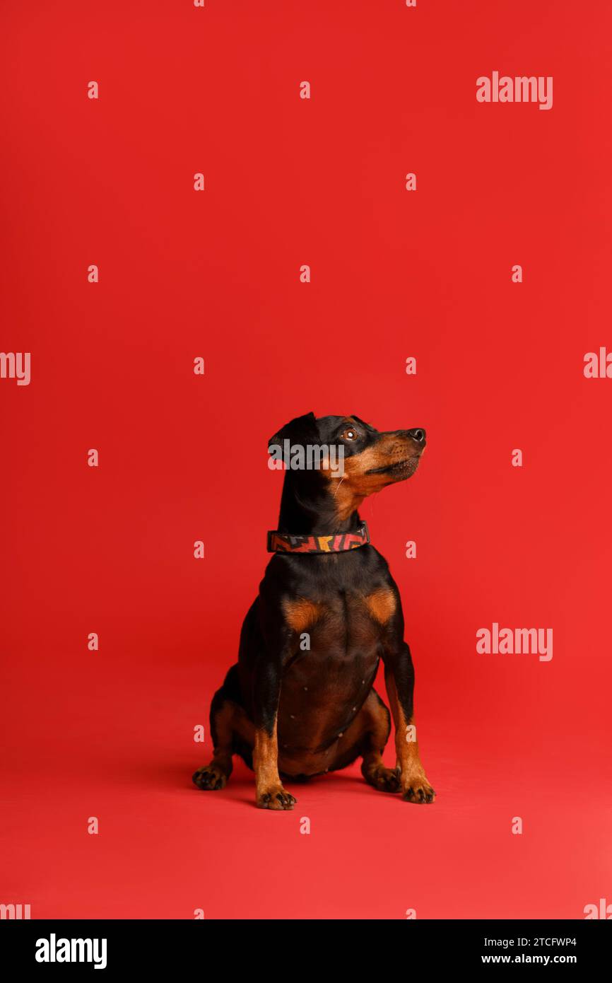 Il simpatico pinscher in miniatura con orecchie e coda non tagliate si trova su uno sfondo rosso brillante e guarda in avanti con attenzione, mini doberman Foto Stock