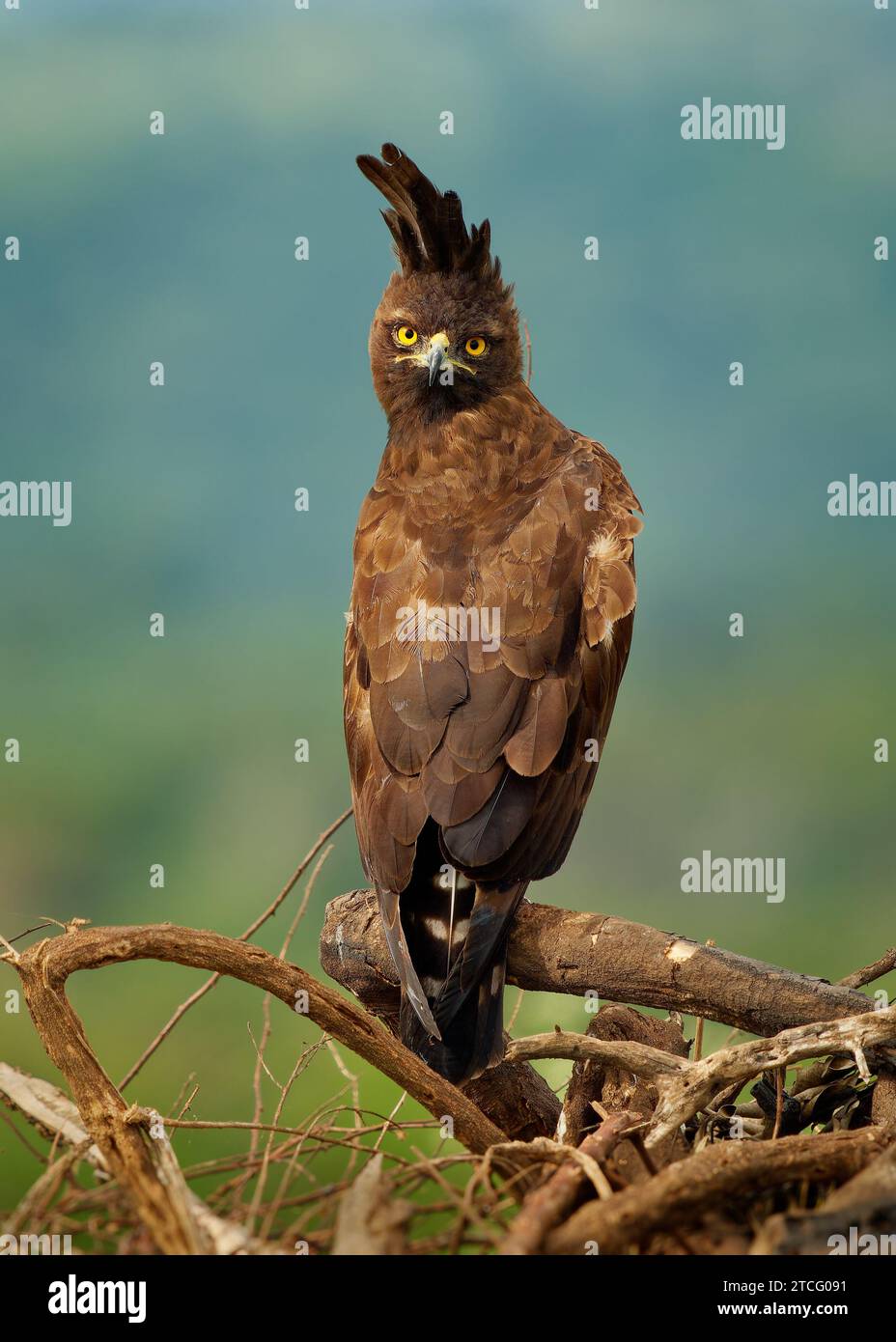 Aquila lunga-crestata - Lophaetus occipitalis uccello africano di preda nella famiglia Accipitridae, uccello marrone scuro con cresta lunga scoscata seduta sul ramo, Foto Stock