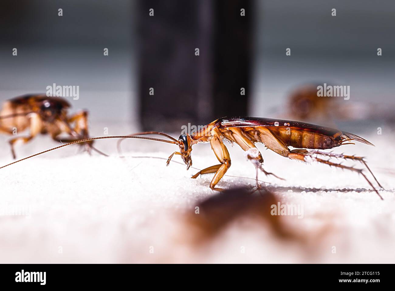 scarafaggi rossi fatti in casa mangiare zucchero caduto a terra, rischio di contaminazione Foto Stock