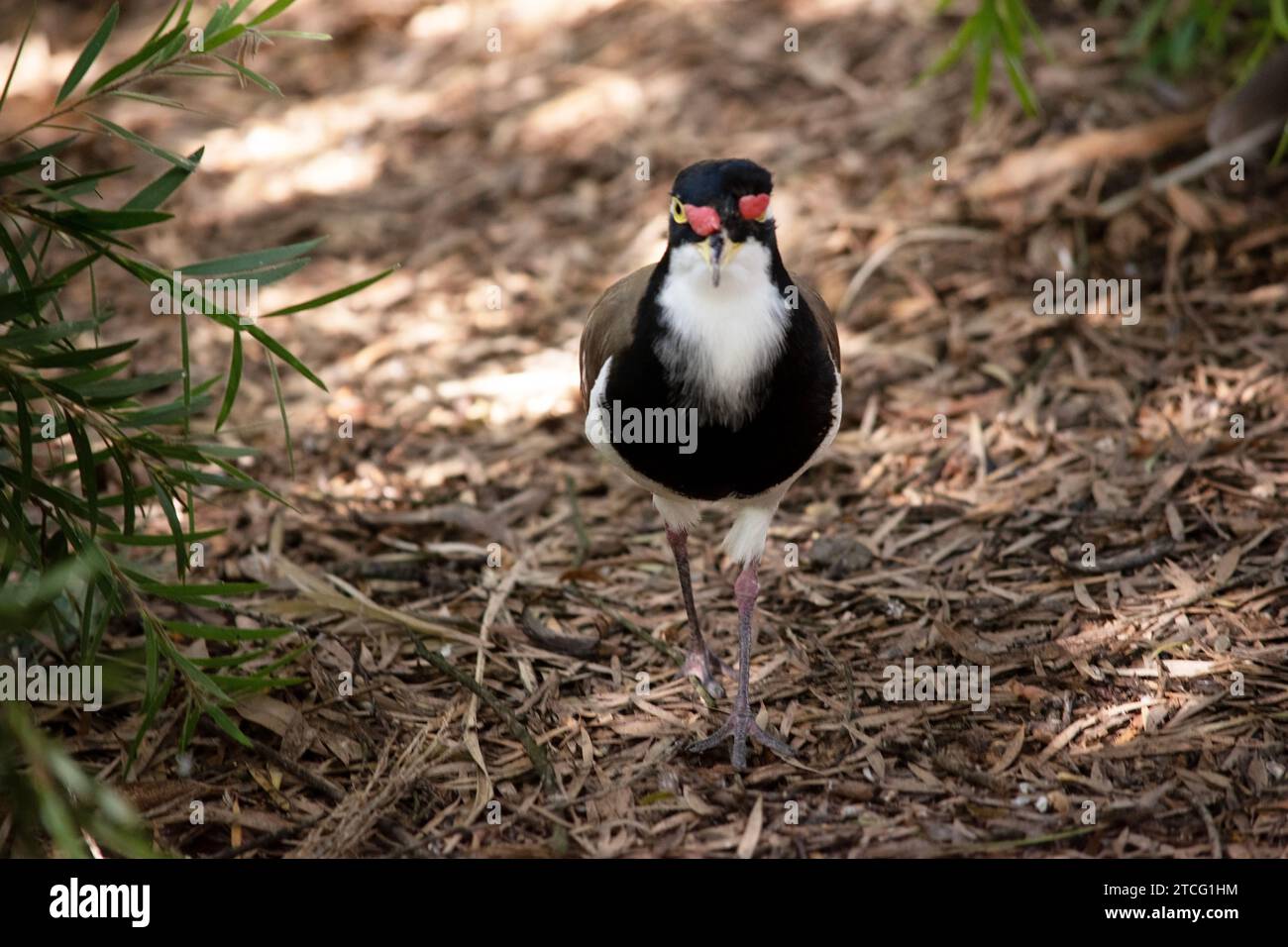 il lapwing ha un cappuccio nero e un'ampia striscia a occhio bianco, con un anello a occhio giallo e un becco e un piccolo baglietto rosso sopra il becco. Le gambe sono rosa-gre Foto Stock