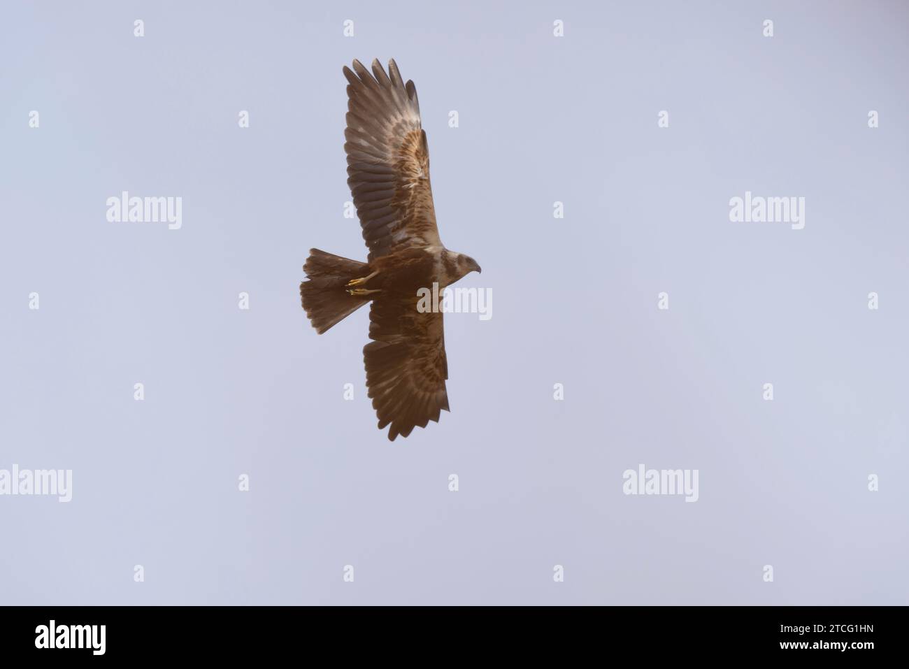 Marsh Harrier Circus aeruginosus in volo sopra il letto di canna Foto Stock