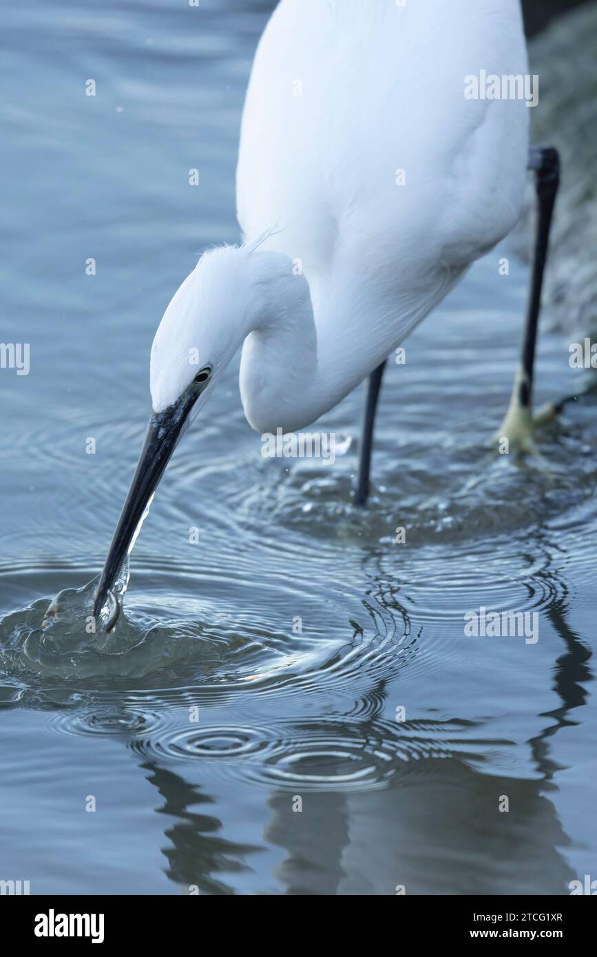 Piccolo Egret Egretta garzetta a vista ravvicinata Foto Stock