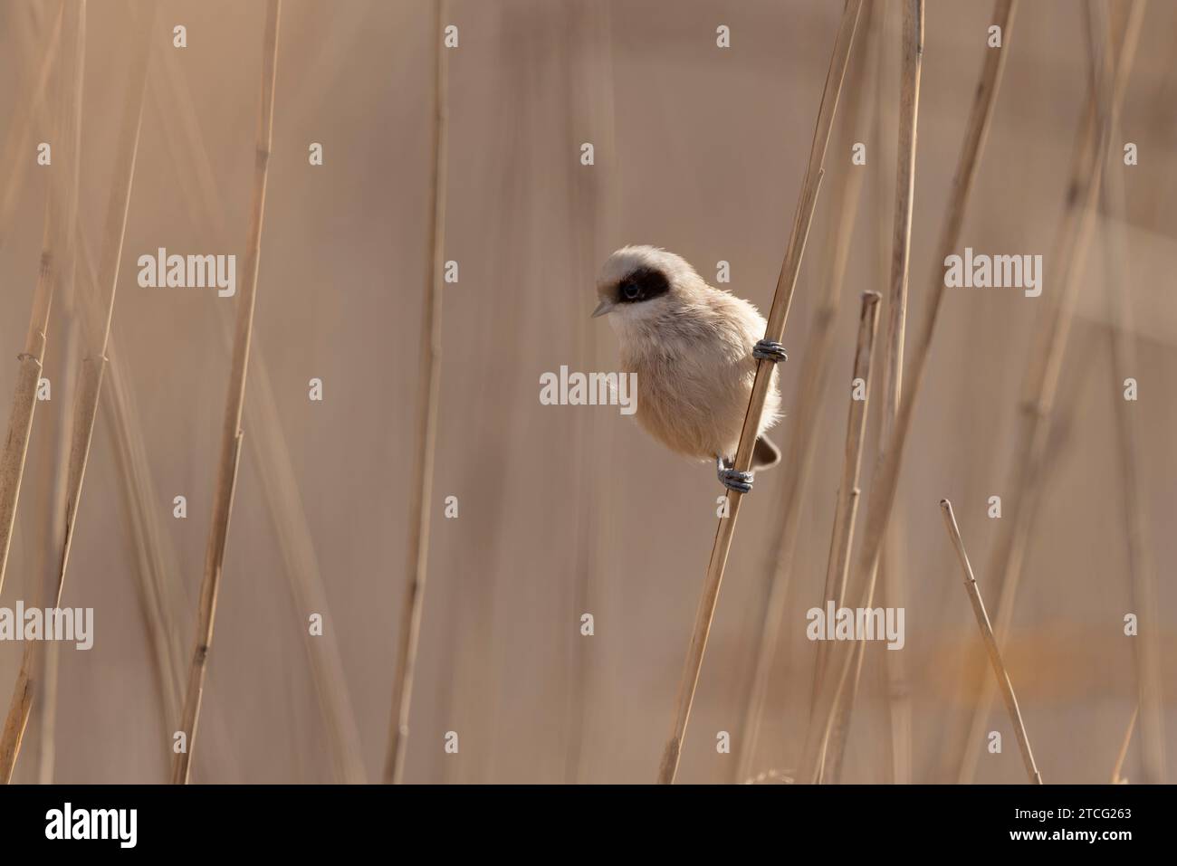 Tetta pendulina eurasiatica o tetta pendulina europea Remiz pendulinus che si nutrono di canne Foto Stock