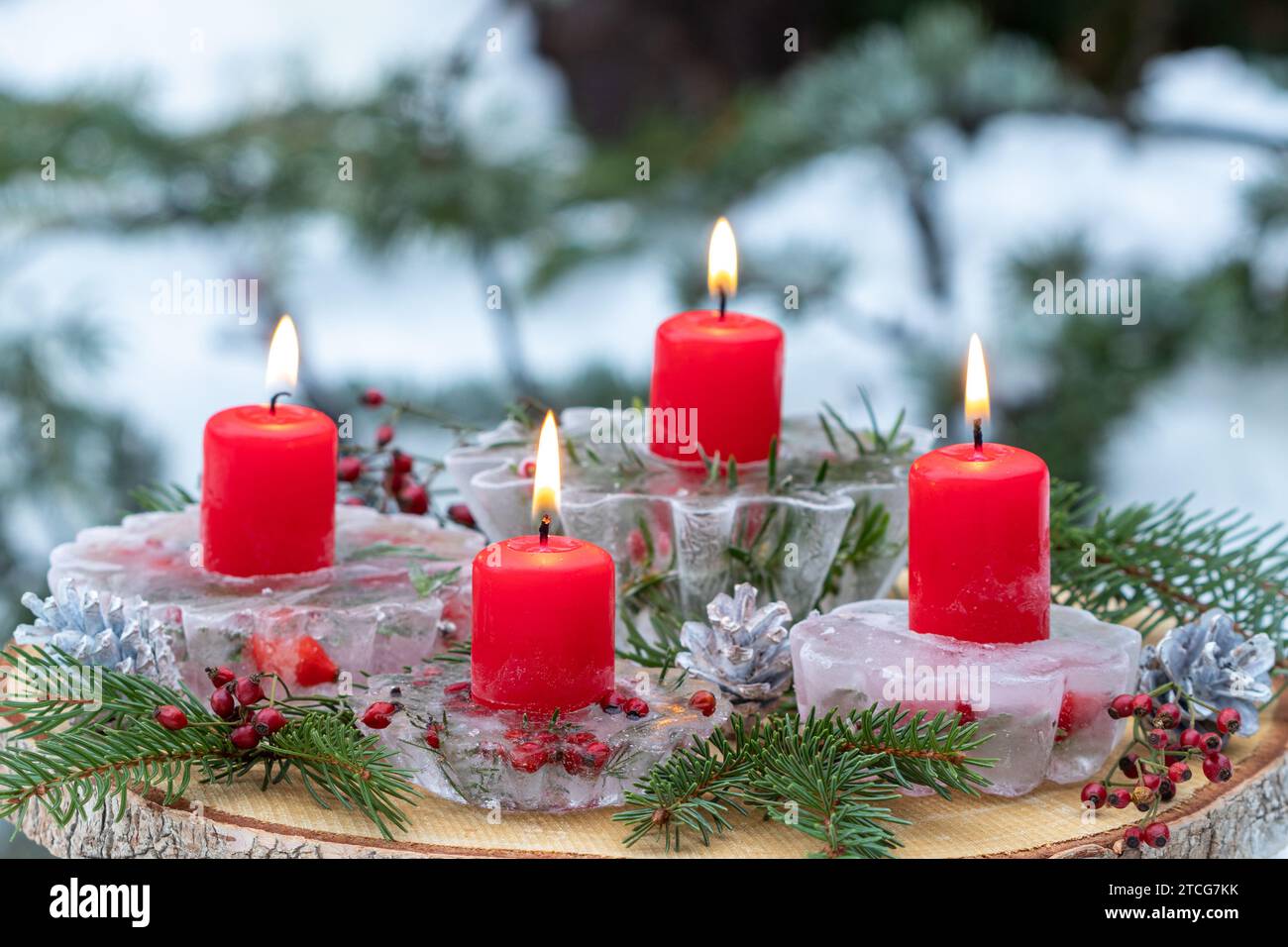 disposizione dell'avvento con candele rosse, figure di ghiaccio, fianchi delle rose e rami di abete Foto Stock