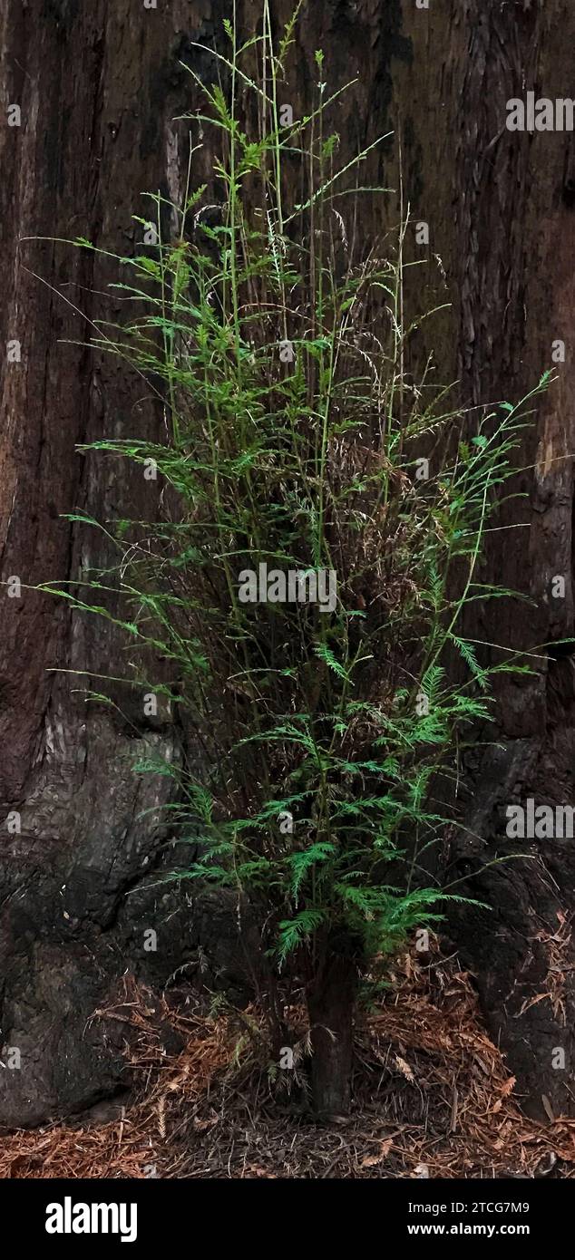Un giovane albero di sequoia germoglia dalla base di un gigante anziano, l'Armstrong Woods State Park, Sonoma County, California Foto Stock