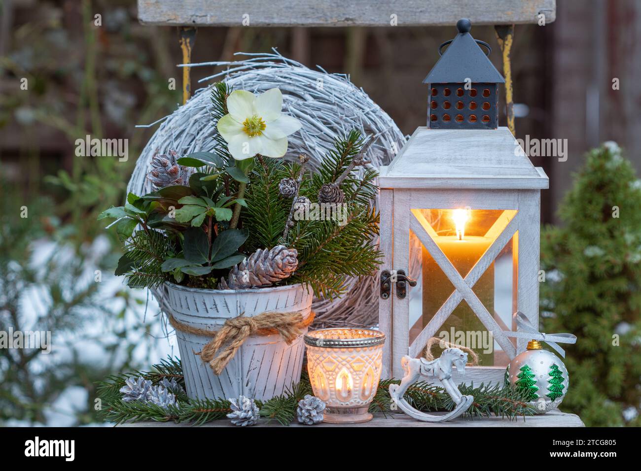 sistemazione natalizia con helleborus niger, rami di abete e lanterna di legno Foto Stock