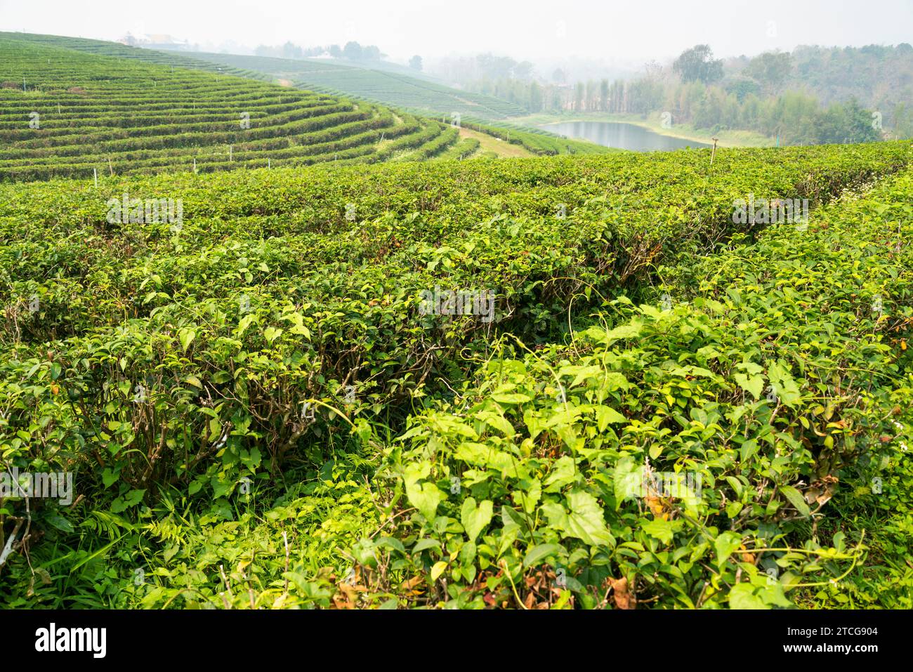 Centinaia di file di lussureggianti piante thailandesi di tè, e fiume oltre, in una delle più grandi e raffinate aree di produzione di tè della Thailandia. Hazy, paesaggio affumicato, durante circa Foto Stock