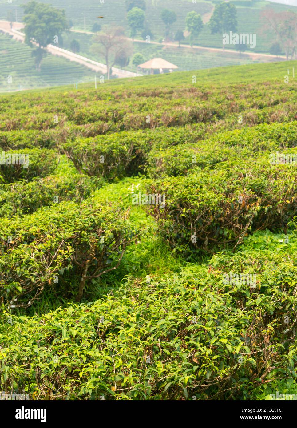 Centinaia di file di piante salutari, verdi, biologiche lussureggianti thailandesi, ed edifici oltre, in una delle più grandi e raffinate aree di produzione di tè della Thailandia. Un h Foto Stock