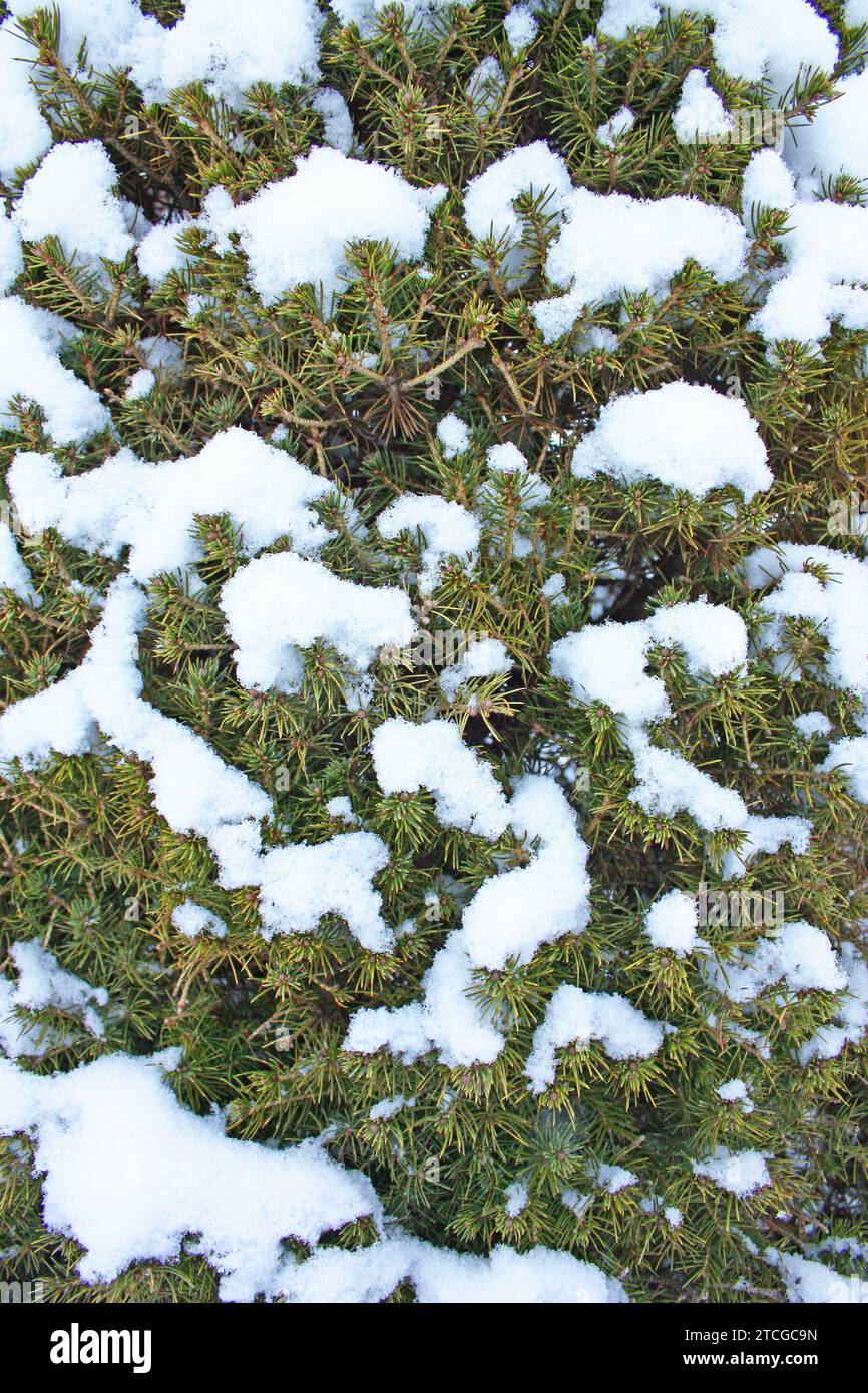 Albero di Natale sulla neve, sfondo naturale testurizzato. Foto di alta qualità Foto Stock
