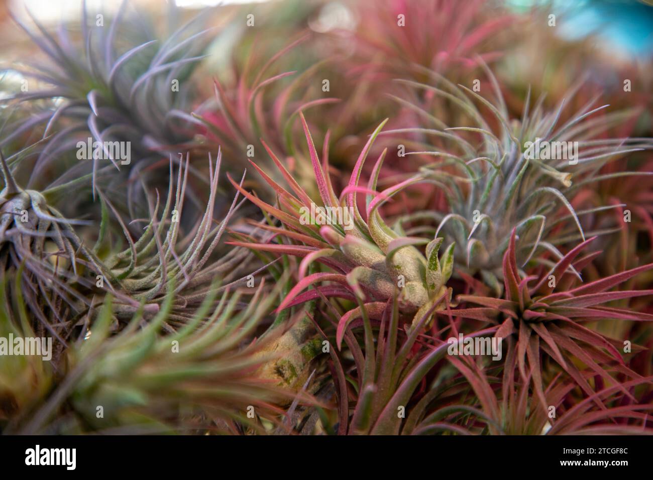 Bromeliadi in un negozio sul Fishermans' Wharf a San Francisco, California. Foto Stock