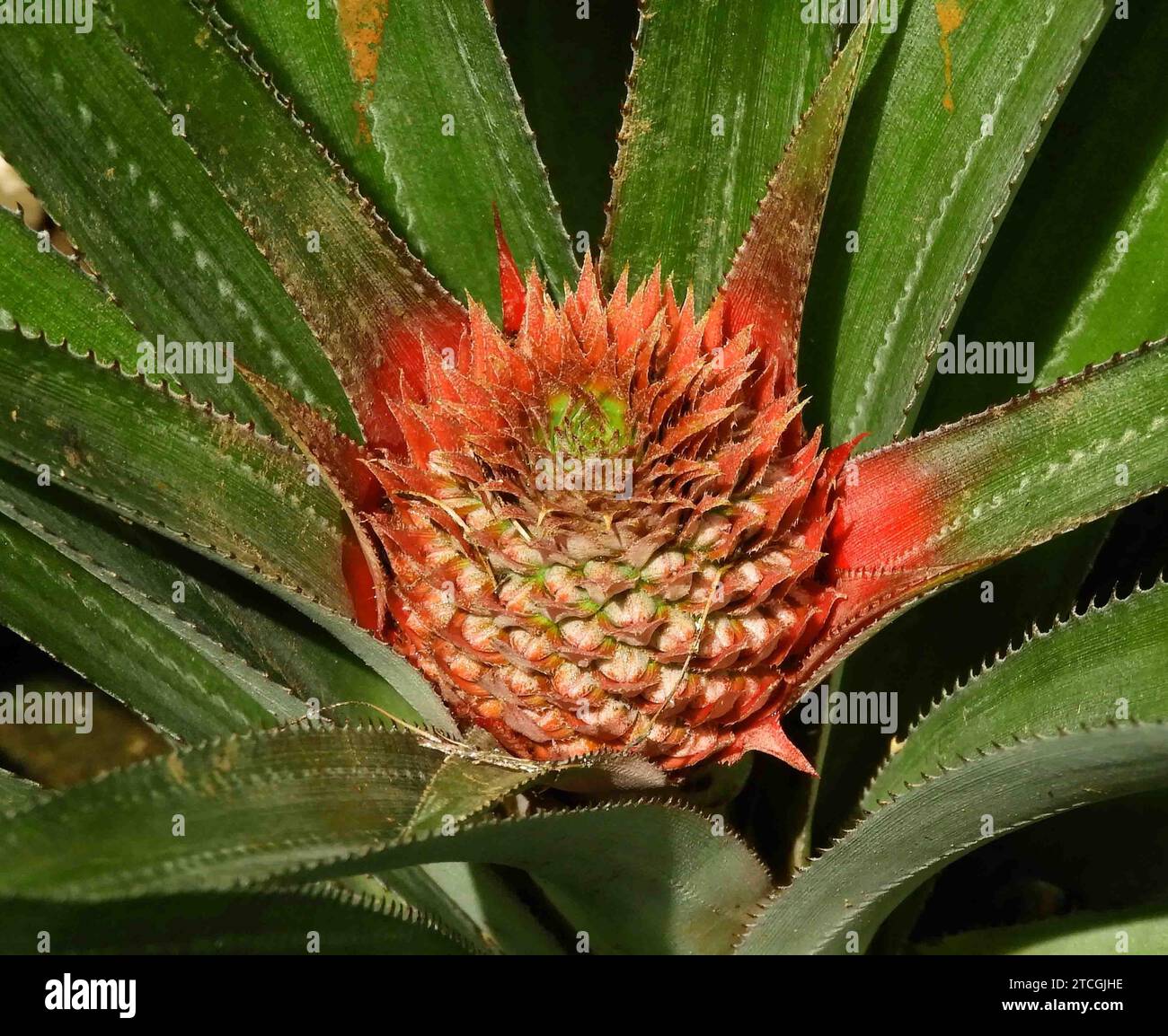 ananas rosso sulla sua pianta madre ad alotau, papua nuova ghinea nel pacifico meridionale Foto Stock