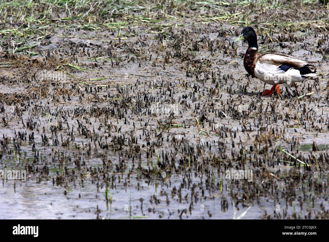 Madrid 06-06-2008 situazione di siccità nel parco nazionale Tablas de Daimiel nella provincia di Ciudad Real foto Jaime García. Crediti: Album / Archivo ABC / Jaime García Foto Stock