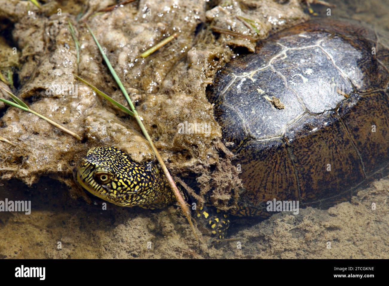 Madrid 06-06-2008 situazione di siccità nel parco nazionale Tablas de Daimiel nella provincia di Ciudad Real foto Jaime García. Crediti: Album / Archivo ABC / Jaime García Foto Stock