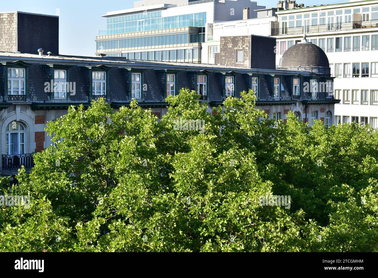 La luce del sole splende sulla fogliame superiore di alberi circondato da edifici residenziali nel centro della città di Bruxelles Foto Stock