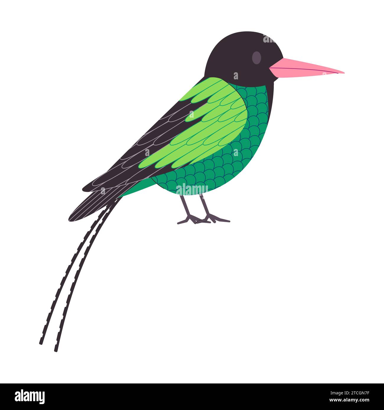 specie di coda streamertail a becco di piccolo uccello di colore verde e nero con coda lunga carina creatura di animali selvatici Illustrazione Vettoriale