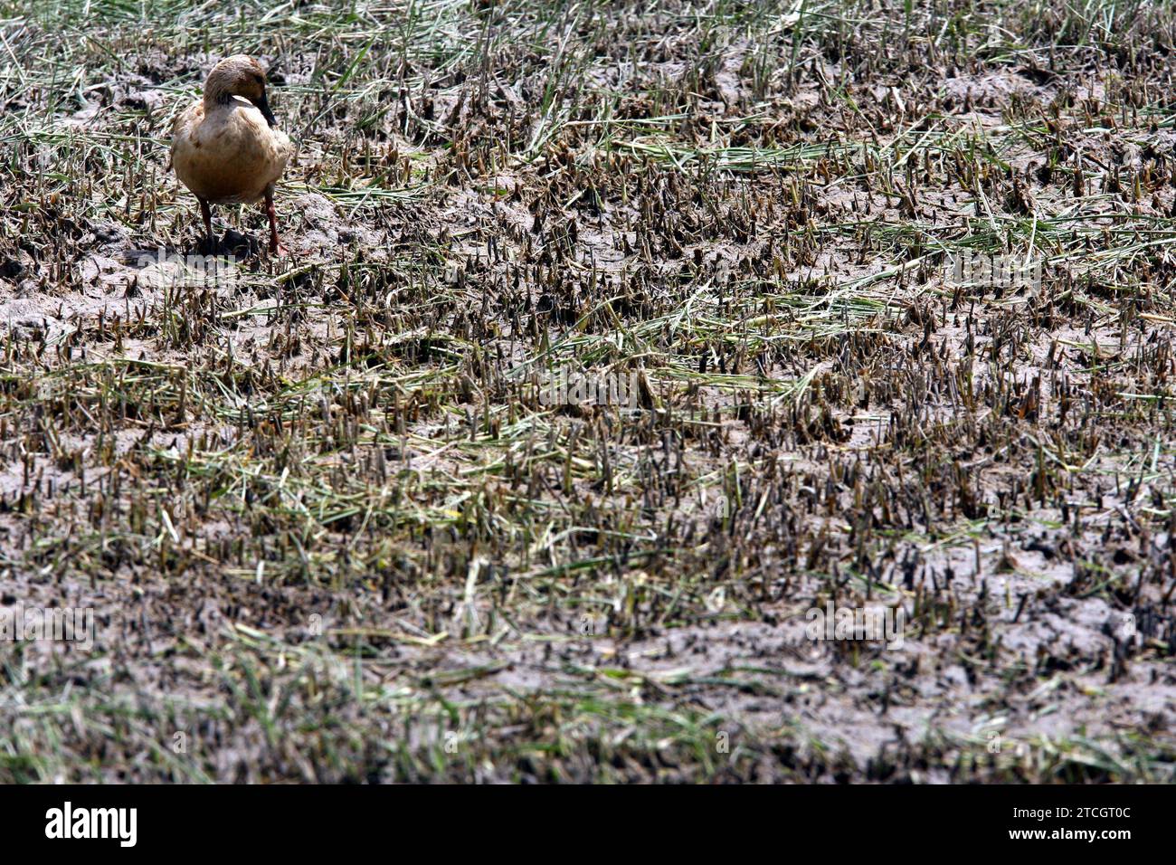 Madrid 06-06-2008 situazione di siccità nel parco nazionale Tablas de Daimiel nella provincia di Ciudad Real foto Jaime García. Crediti: Album / Archivo ABC / Jaime García Foto Stock