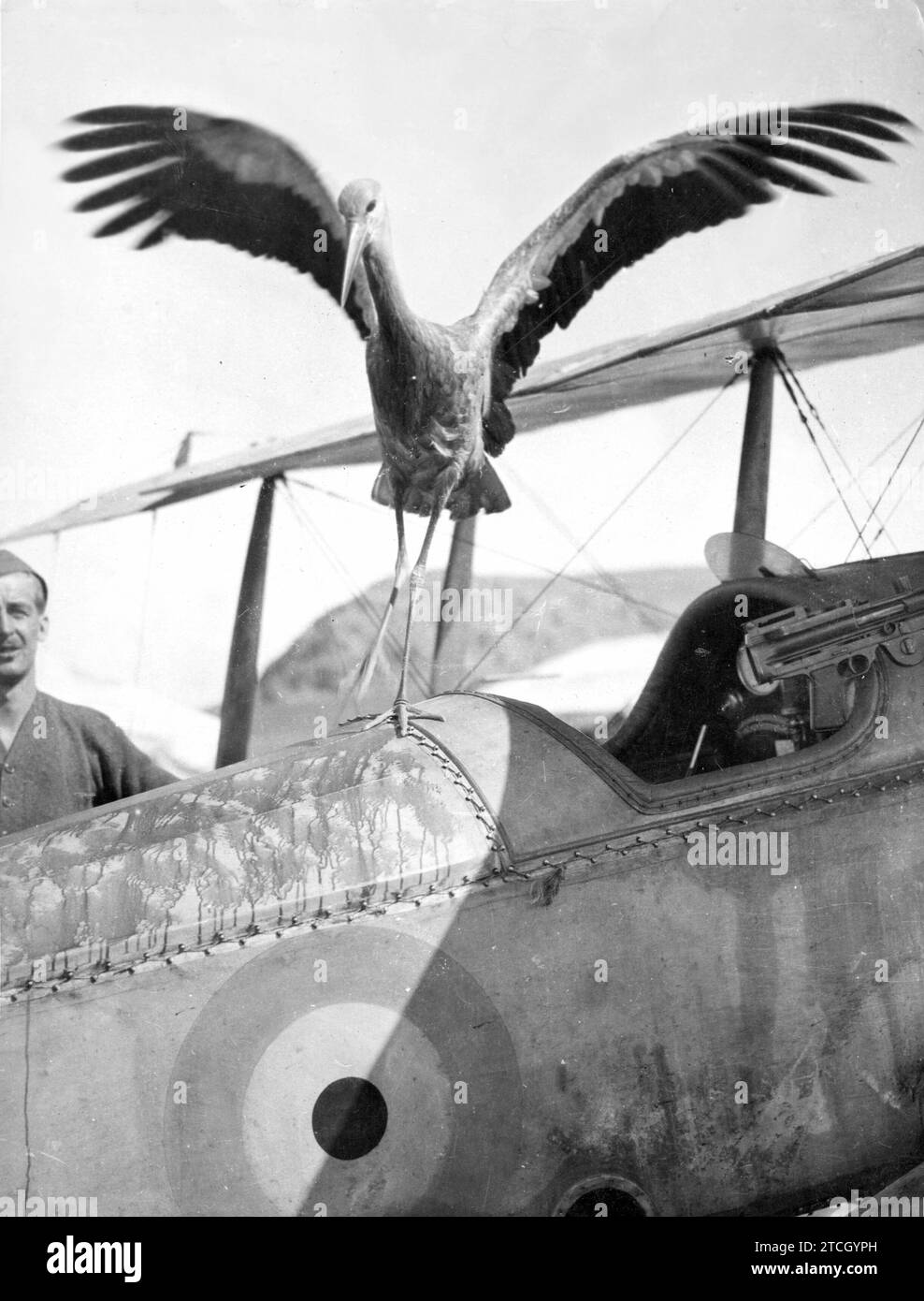 10/31/1916. Una mascotte dell'aviazione. La cicogna preferita degli aviatori francesi - foto scattata a Salonicco. Crediti: Album / Archivo ABC / Louis Hugelmann Foto Stock
