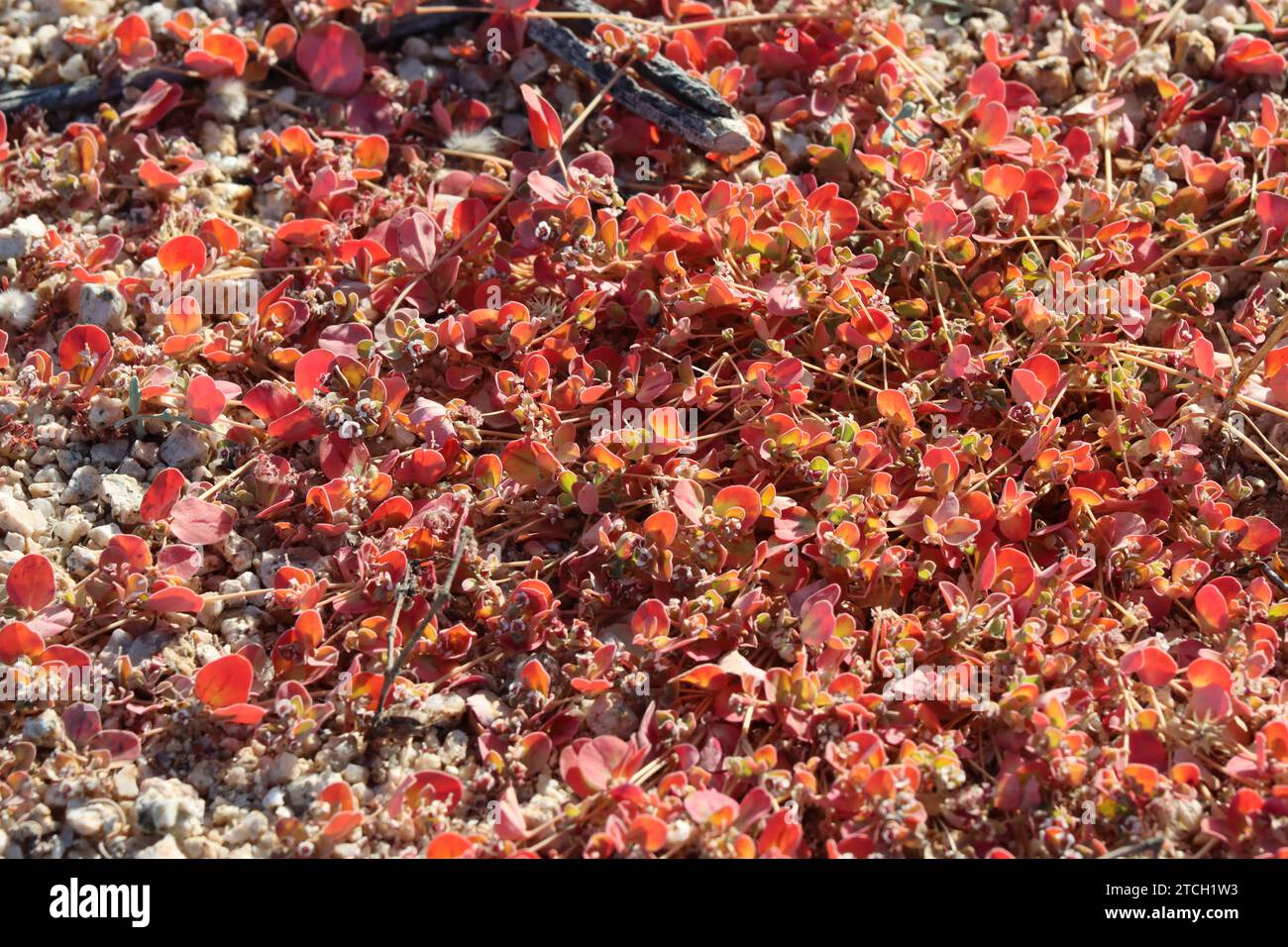 Whitemargin Sandmat, Euphorbia Albomarginata, mostra l'invecchiamento semplice di fronte a foglie ovamentose glabrose oblunghe in autunno nelle Eagle Mountains. Foto Stock