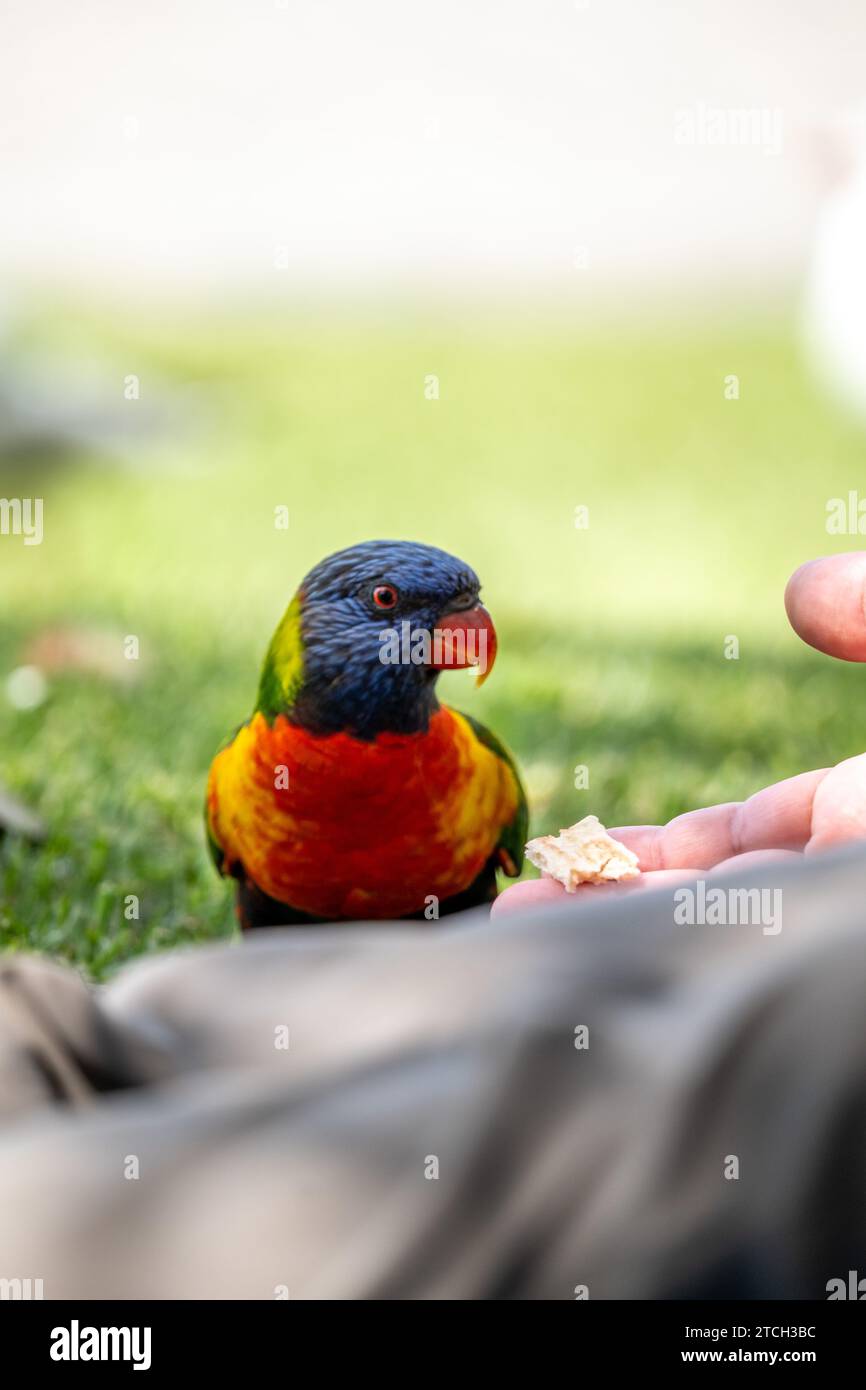 Rainbow Lorikeet essere Fed by a Human Foto Stock