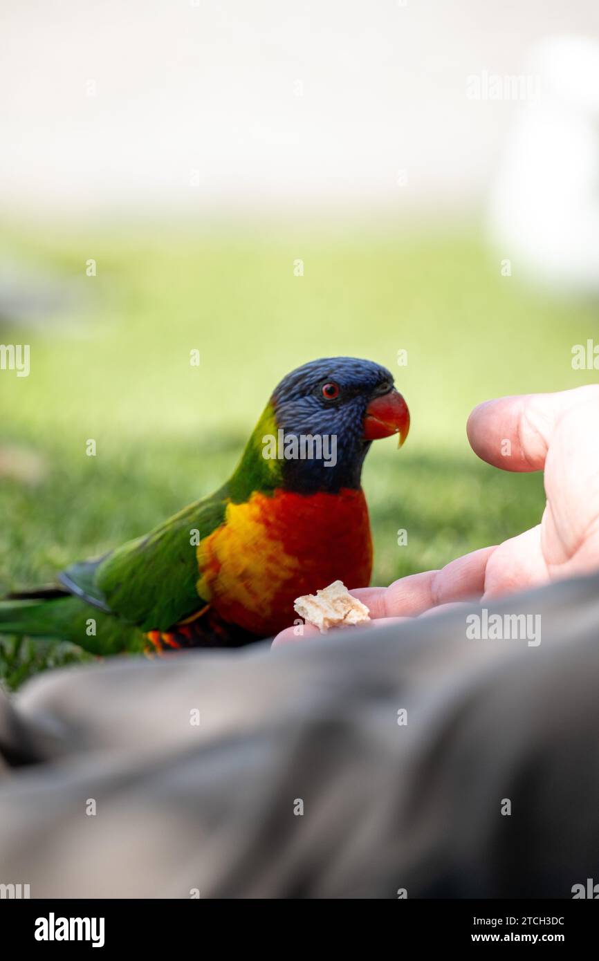 Rainbow Lorikeet essere Fed by a Human Foto Stock