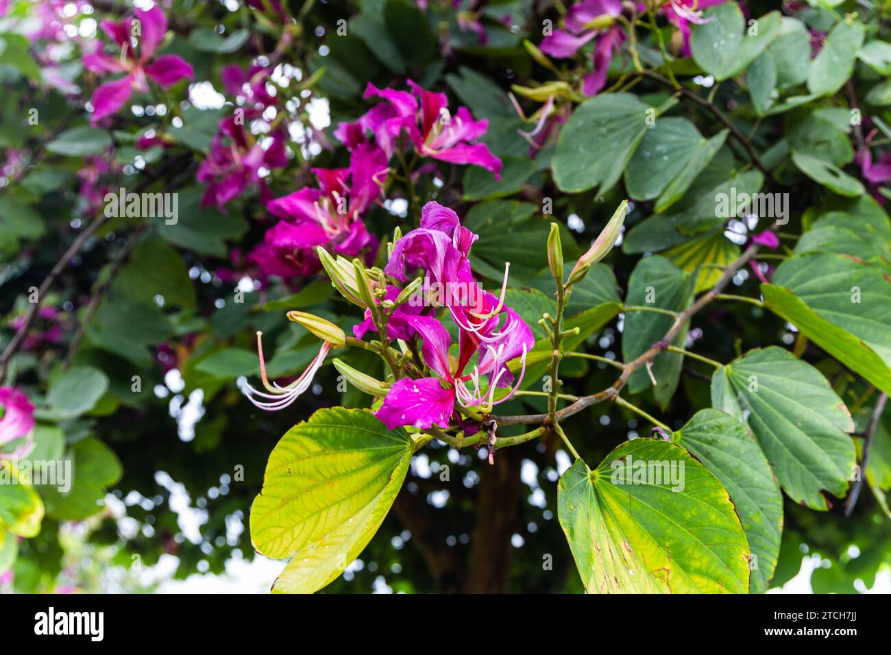 fiore rosa isolato con gocce di pioggia e foglie verdi al mattino Foto Stock