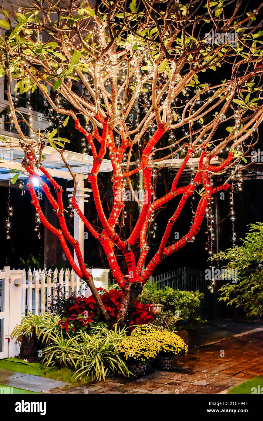 Albero decorato con nastri rossi e ghirlande luminose in Vietnam per le vacanze di Capodanno Tet Lunar Foto Stock