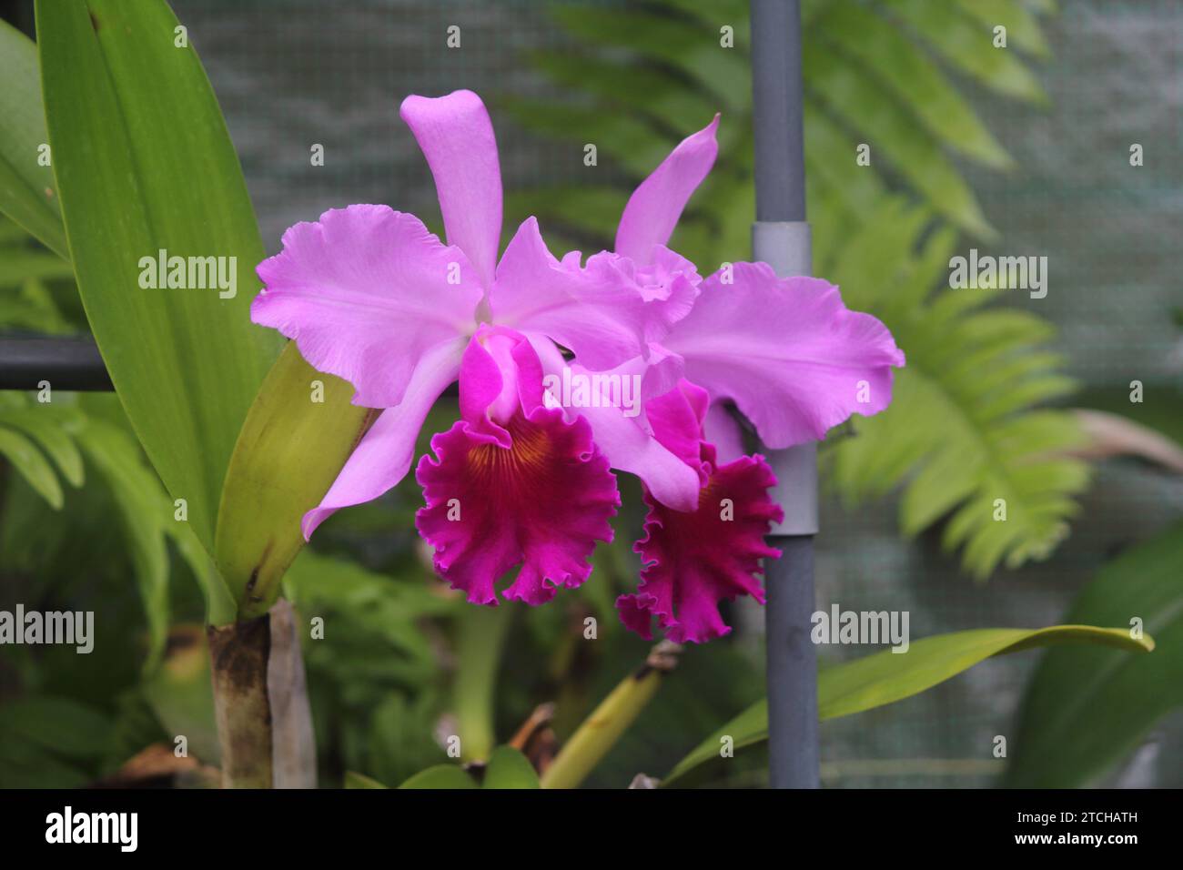 Fiori di orchidea rosa e viola su una pianta tropicale in un giardino Foto Stock