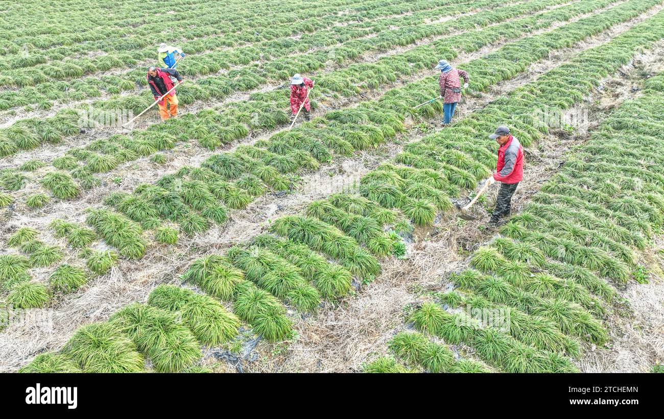 HUZHOU, CINA - 13 DICEMBRE 2023 - gli agricoltori si prendono cura dell'ophiopogon, un materiale medicinale tradizionale cinese, in una pianta di erboristeria cinese in H Foto Stock