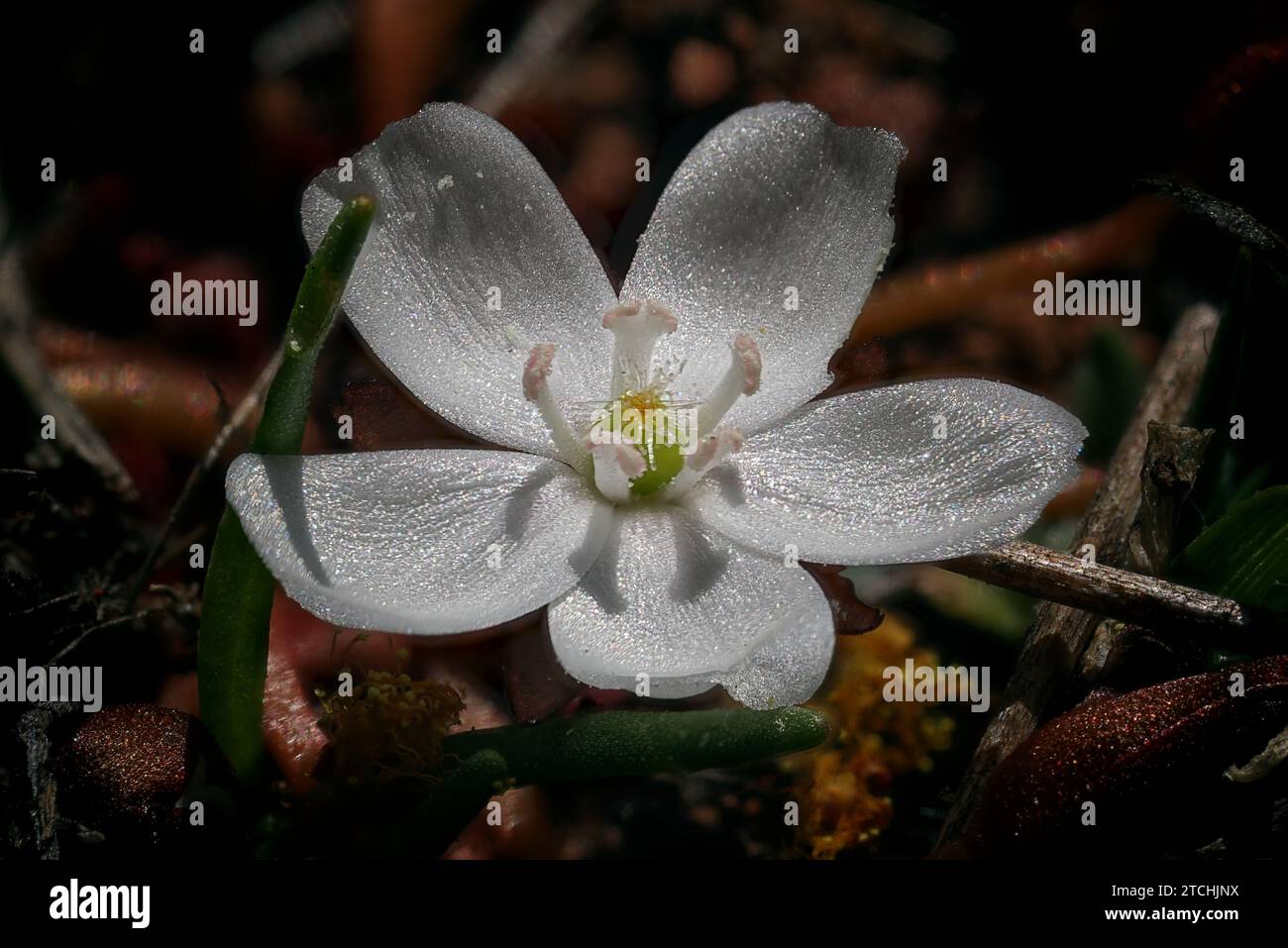 Un fiore Drosera bianco a cinque petali. Wheatbelt, Australia Occidentale Foto Stock