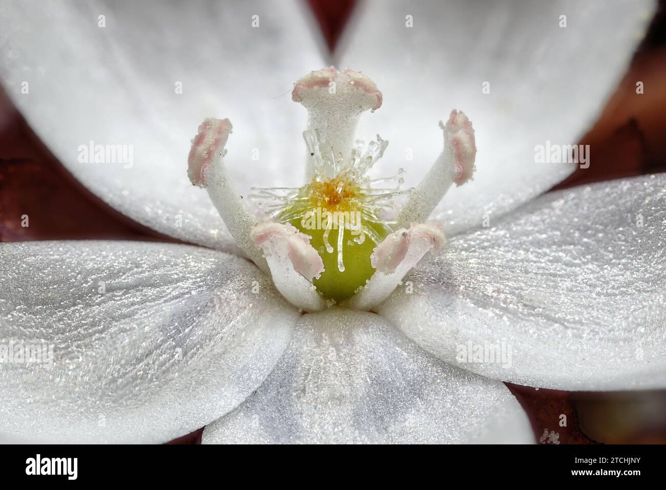Un fiore Drosera bianco a cinque petali. Wheatbelt, Australia Occidentale Foto Stock