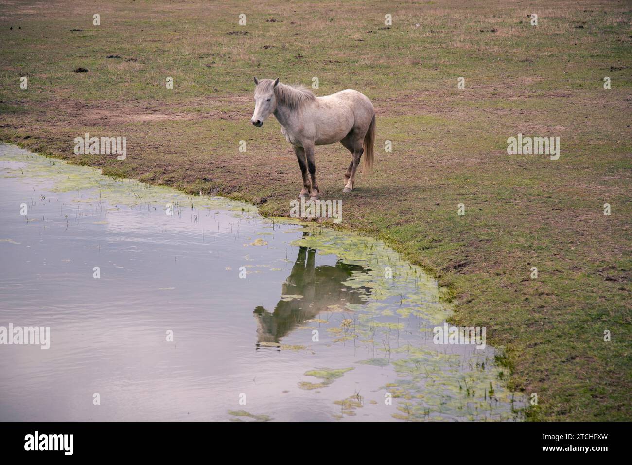 Un cavallo si trova vicino a un tranquillo stagno in un prato. Aiguamolls de l'Emporda, Spagna Foto Stock