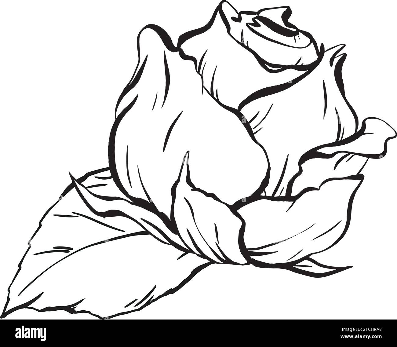 Inchiostro: Composizione raffinata e minimalista con fiori di rosa e foglie. Un fiore fresco e aperto, un elegante ornamento per le celebrazioni. Disegnato a mano Illustrazione Vettoriale
