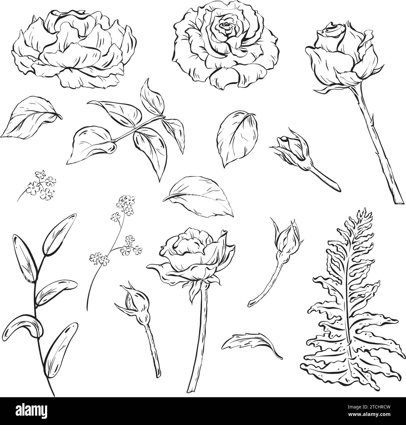 Inchiostro: Un set di fiori disegnati a mano con rose con gemme e foglie delicate. Foglie di felce forestali per allestimenti bouquet. Fiori selvatici e boschi Illustrazione Vettoriale