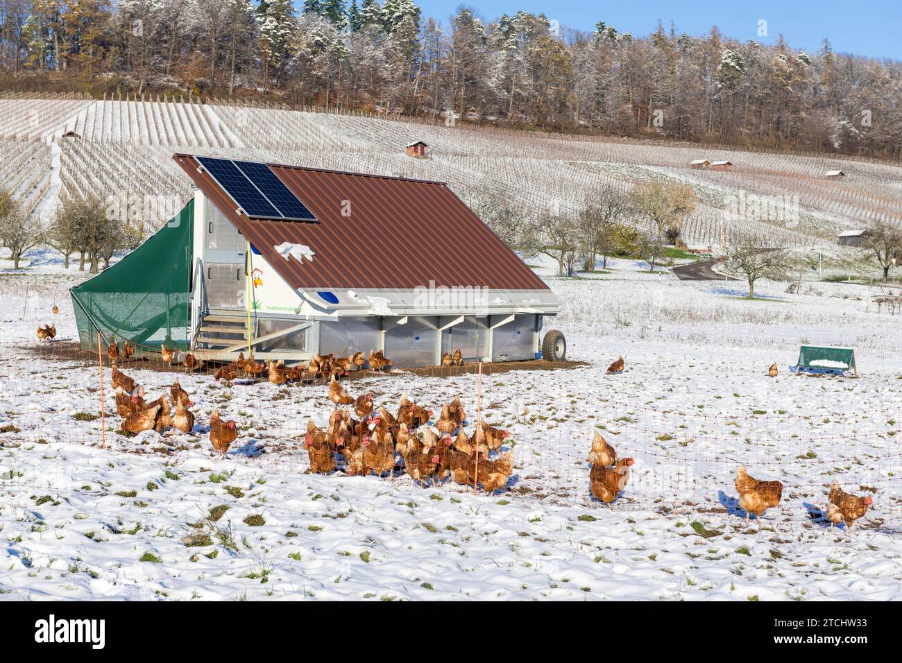 Manzo di pollo e polli in un prato d'inverno, neve, pollaio mobile per l'allevamento all'aperto, Baden-Wuerttemberg, Germania Foto Stock