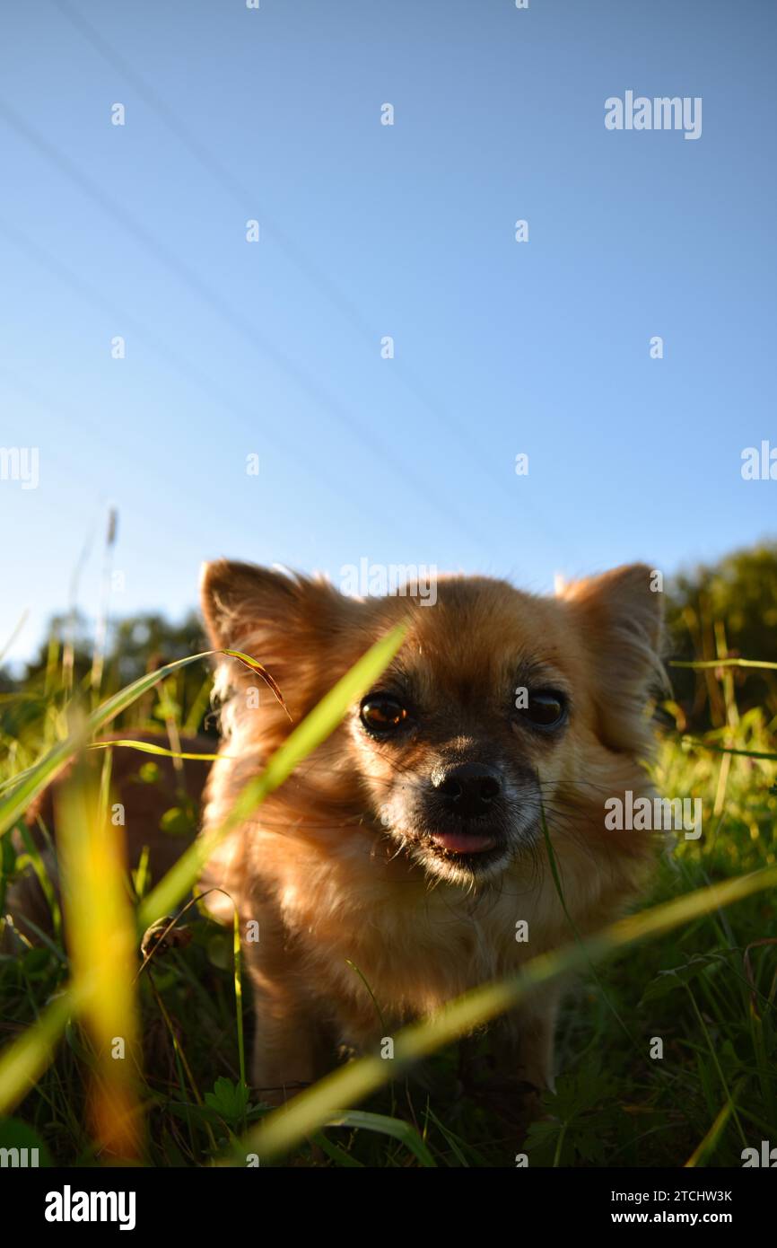 Brown a pelo lungo Chihuahua, si lecca la museruola, Niederndorf, Austria Foto Stock