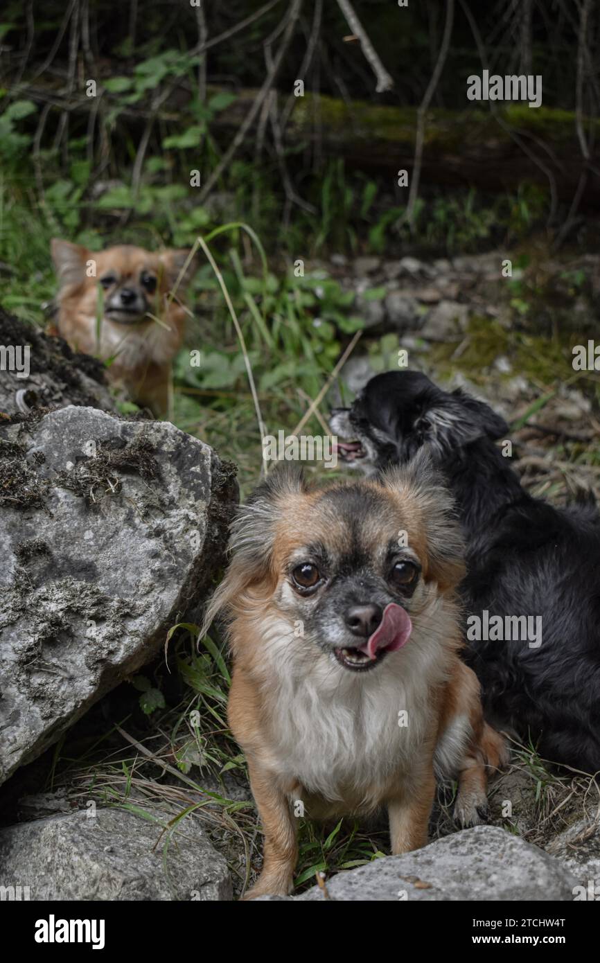 Chihuahua a pelo lungo marrone, femmina, lecca la museruola, Kieferbach, Kiefersfelden, Germania Foto Stock