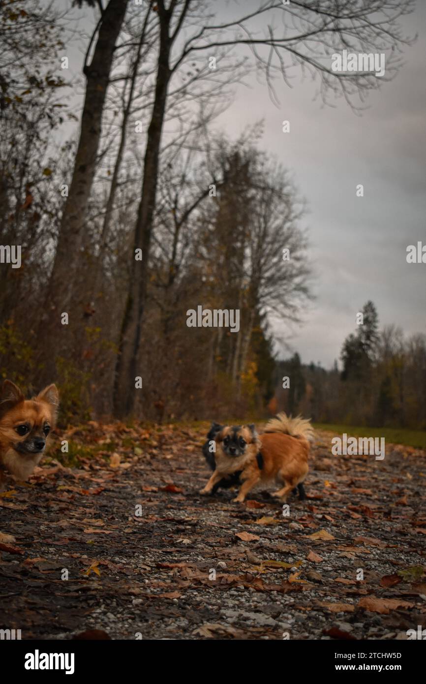 Brown a pelo lungo Chihuahua, femmina, che corre verso la macchina fotografica, Niederndorf, Austria Foto Stock