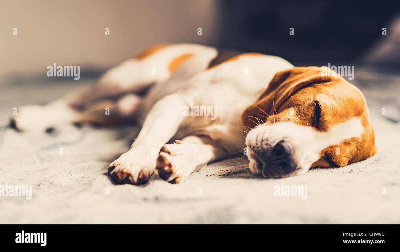 Cane sdraiato sul divano nella sala luminosa su una coperta. Spazio copia sfondo verticale Foto Stock