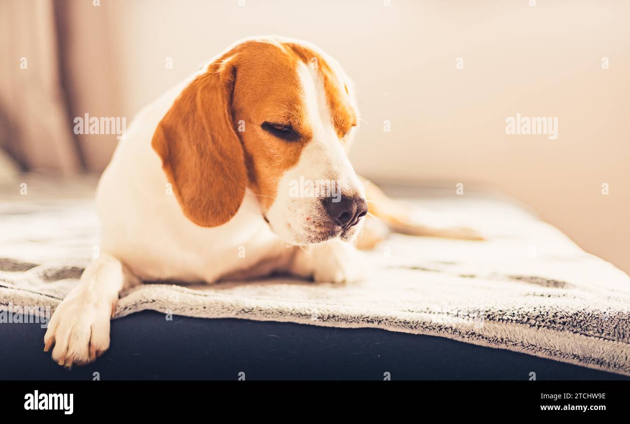 Cane di dormire sul divano in una luminosa sala. Spazio copia sfondo verticale Foto Stock