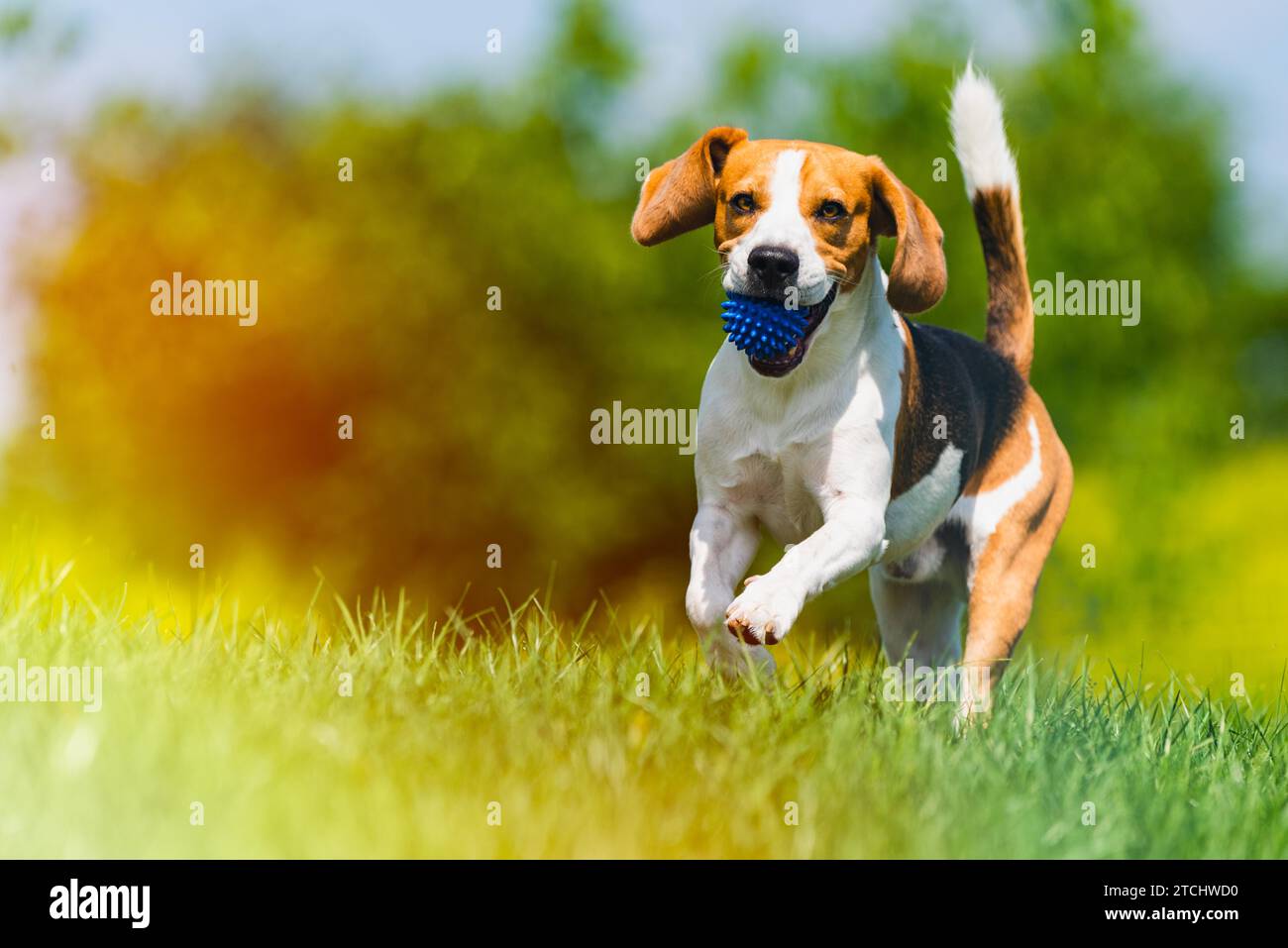 Cane Beagle corre attraverso il verde prato con una sfera. Spazio copia cane domestico concetto. Recupero del cane sfera blu. Perdita di luce modifica Foto Stock